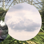 Screenshot-2024-09-23-at-12.46.56 Collage of flora and clouds in intertwined circles